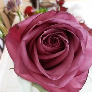 Meet your Posher, Patty